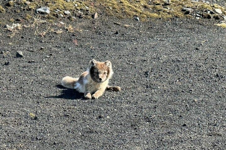 South Coast and Katla Ice Cave Tour from Reykjavík: 4x4 Glacier Adventure photo 6
