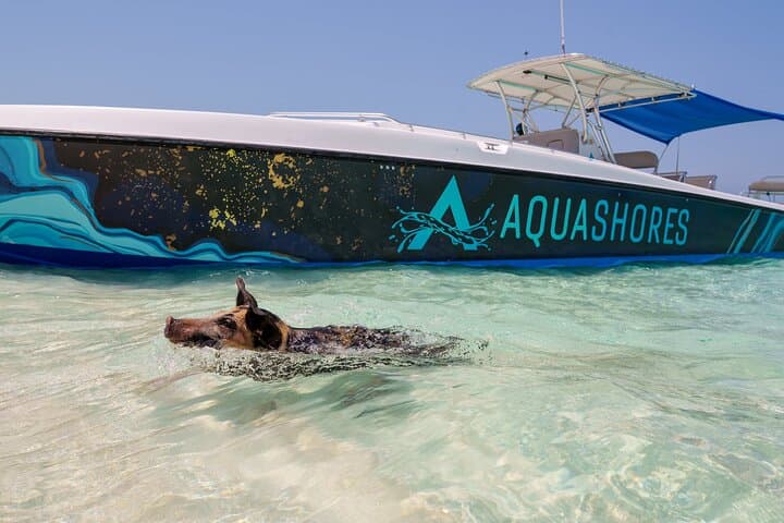 Rose Island Snorkel, Swimming Pigs & Beach Lunch from Nassau photo 6