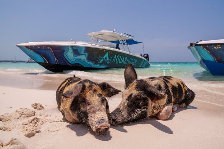 Rose Island Snorkel, Swimming Pigs & Beach Lunch from Nassau