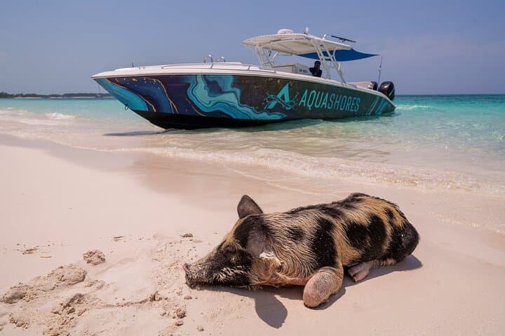 Rose Island Snorkel, Swimming Pigs & Beach Lunch from Nassau photo 3