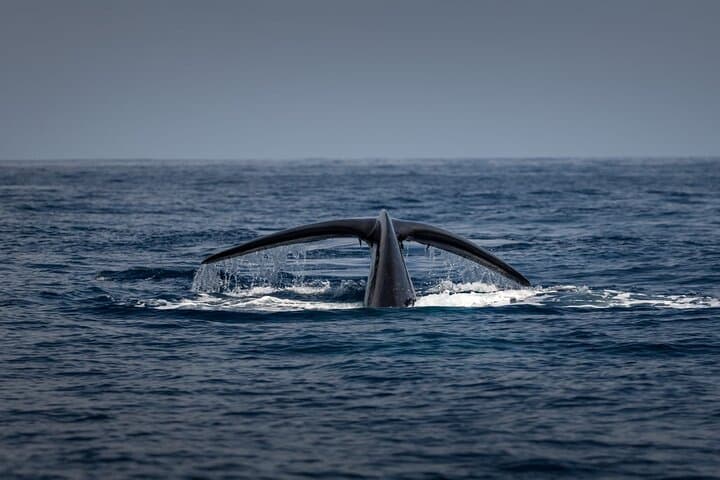 Great Whales Education Programme: Dolphins and Whales of Sri Lanka (Matara) photo 6