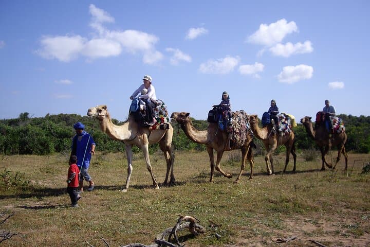 Essaouira Dromedary Ride: 2-Hour Camel Trek from Diabat photo 2