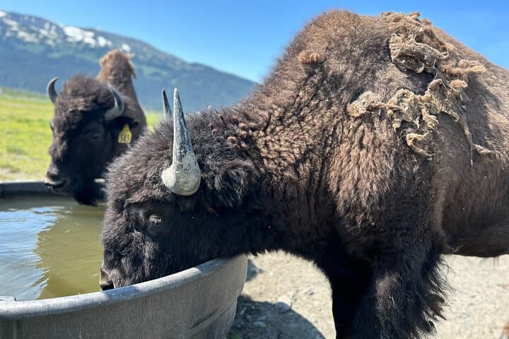 Explore Alaska’s Wildlife and Glaciers: A Scenic Journey from Anchorage photo 3