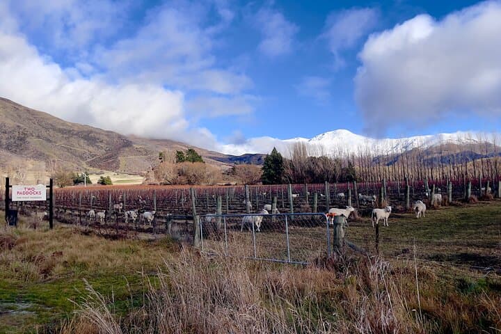 Meet a Winemaker: Private Farm & Wine Experience from Queenstown photo 5