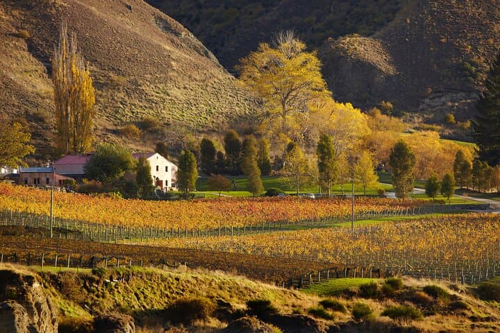Gibbston Small-Batch Wine Experience: Private Back-Roads Tour from Queenstown photo 3