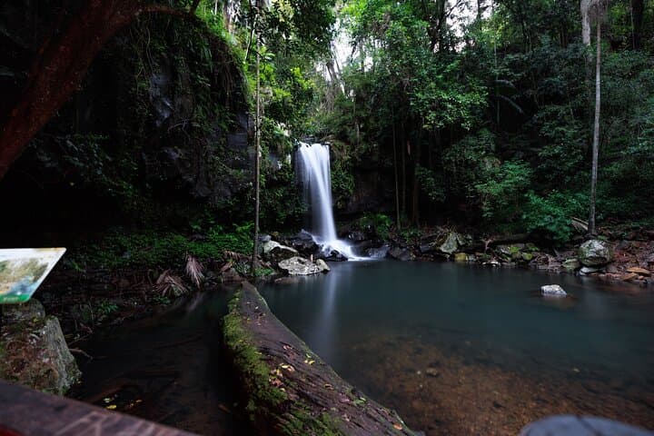 Tamborine Mountain Glow Worm Night Walk from the Gold Coast photo 4