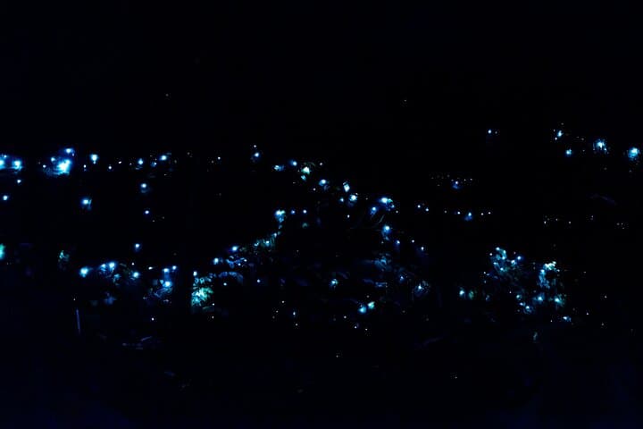 Tamborine Mountain Glow Worm Night Walk from the Gold Coast photo 5