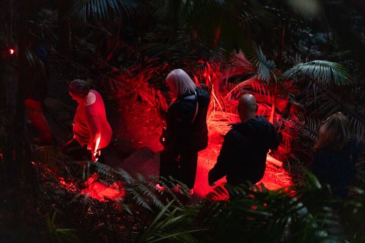 Tamborine Mountain Glow Worm Night Walk from the Gold Coast photo 6
