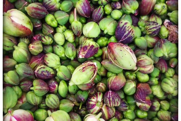 Salina Capers & Wine: Leni Cappereto Tasting Experience photo 6