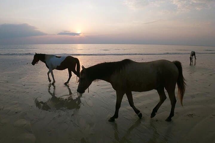 Scenic Sunset Horse Rides on Koh Samui's Laem Yai Beach photo 2