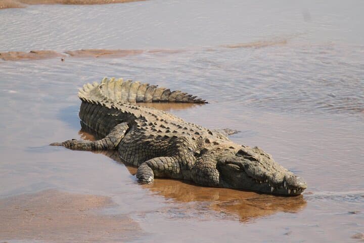 Kruger National Park Full-Day Safari from Hoedspruit — Big Five Game Drive photo 3