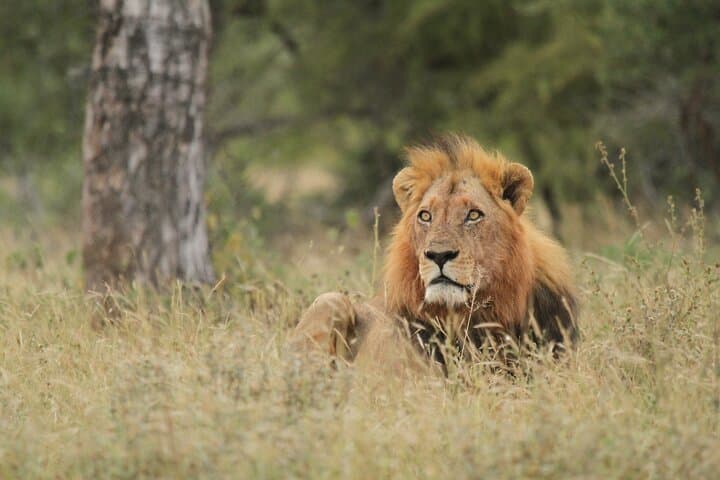 Kruger National Park Full-Day Safari from Hoedspruit — Big Five Game Drive photo 4