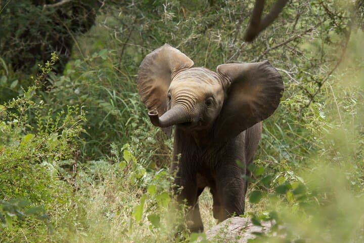 Kruger National Park Full-Day Safari from Hoedspruit — Big Five Game Drive photo 5