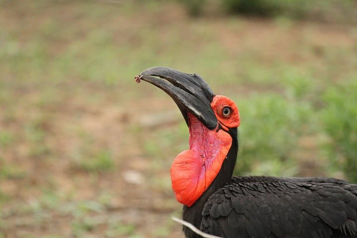 Big 5 Morning Safari in Greater Kruger: Open Vehicle Game Drive from Hoedspruit photo 3