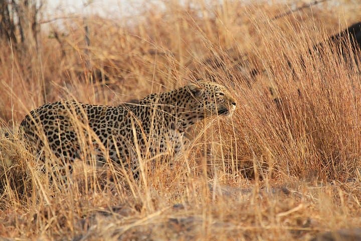 Big 5 Morning Safari in Greater Kruger: Open Vehicle Game Drive from Hoedspruit photo 4