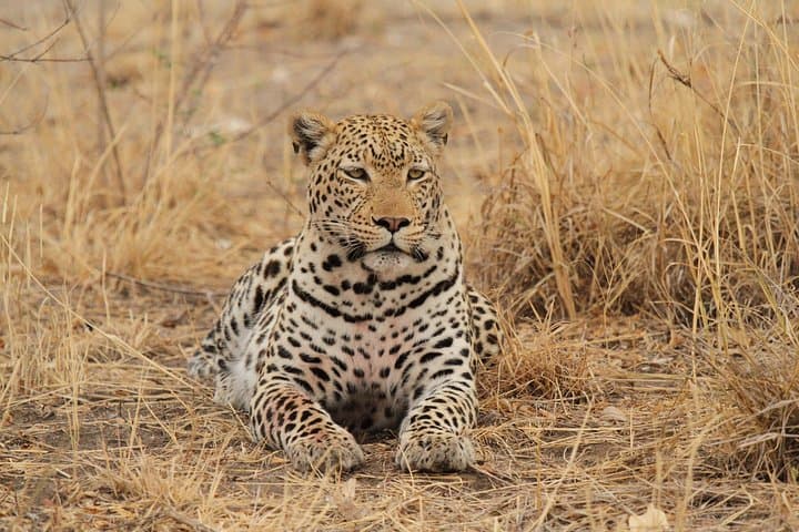 Big 5 Afternoon Safari in Kruger: Afternoon Game Drive from Hoedspruit photo 3
