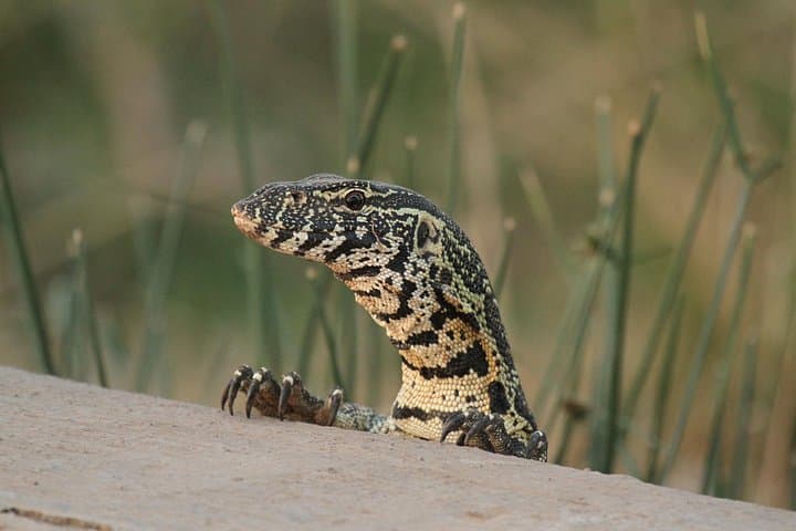 Big 5 Afternoon Safari in Kruger: Afternoon Game Drive from Hoedspruit photo 4