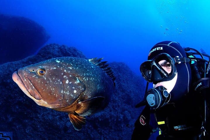 Diving Garajau: Boat Dives from Funchal to See Dusky Groupers