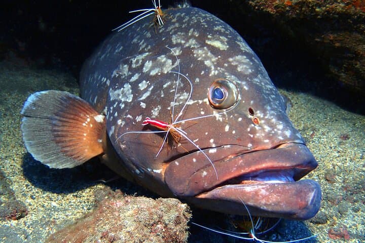 Diving Garajau: Boat Dives from Funchal to See Dusky Groupers photo 2
