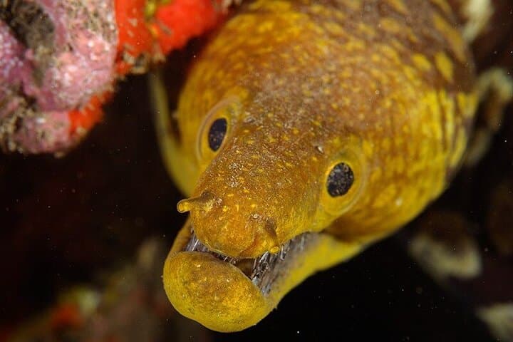 Diving Garajau: Boat Dives from Funchal to See Dusky Groupers photo 3