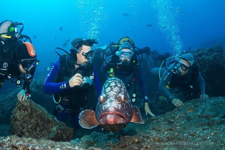 Diving Garajau: Boat Dives from Funchal to See Dusky Groupers photo 5
