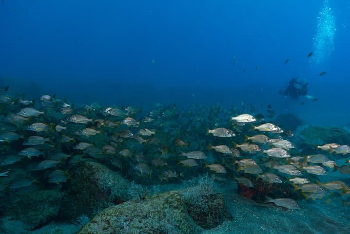 DPV Scooter Dive in Funchal — Underwater Scooter Adventure for Certified Divers photo 3