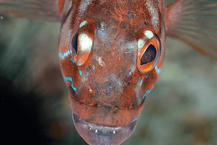 Funchal Snorkeling Adventure in Marine Eco-Park: Shore or Boat Options photo 3