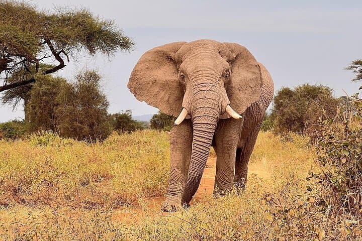 Amboseli in Two Days: Elephant Herds and Kilimanjaro Views