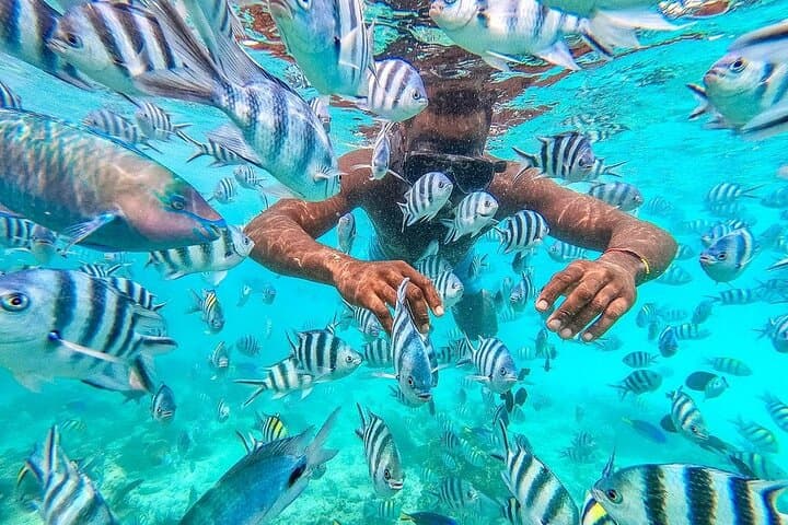 Private Mnemba Island & Baraka Turtle Aquarium: Snorkel the Reefs and Swim with Turtles photo 4