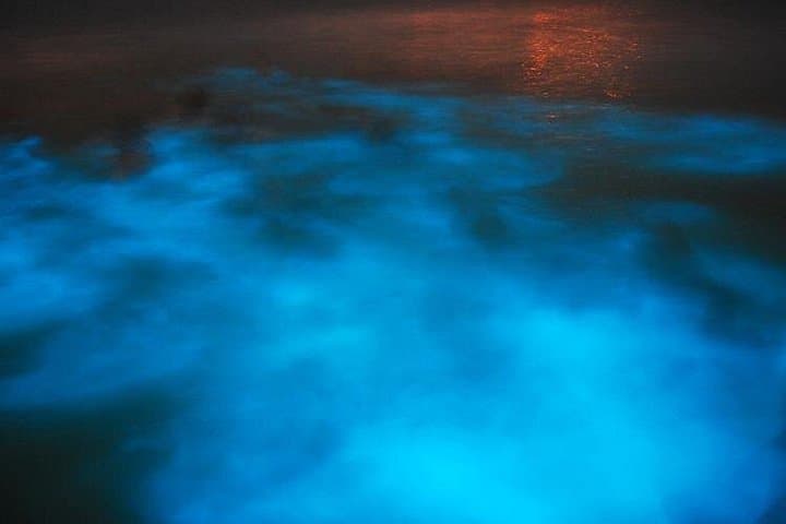 Luminous Lagoon Night Tour from Montego Bay — Bioluminescent Boat Experience photo 4