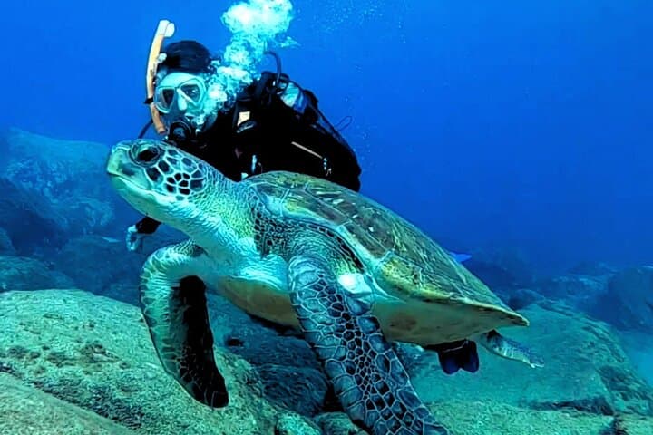 Tenerife First-Time Scuba Dive: Turtle Habitat & Snorkel in Costa Adeje