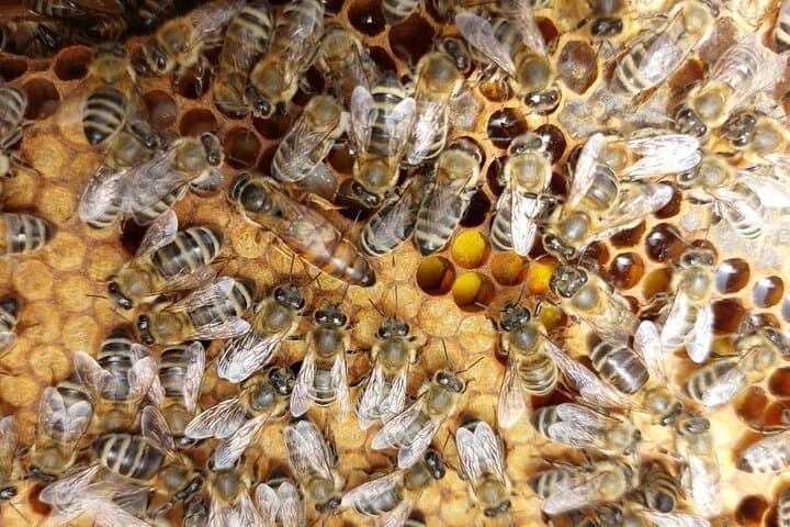 Beekeeper for a Day in Lefkada — Melissini Honey Experience photo 2