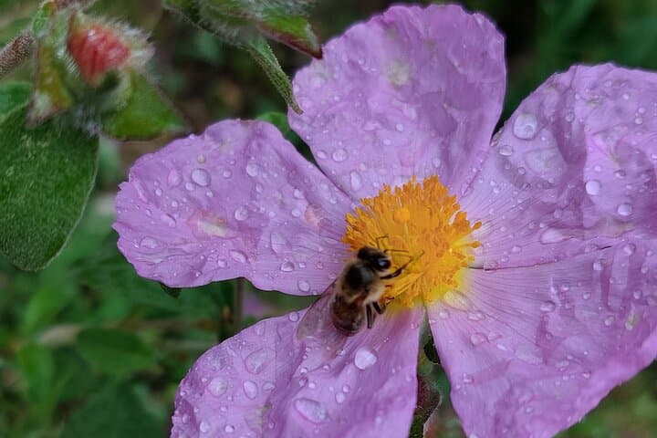 Beekeeper for a Day in Lefkada — Melissini Honey Experience photo 4