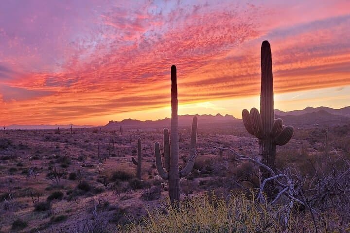 After Dark Desert Tour: Stargazing & Night Wildlife Near Scottsdale photo 4