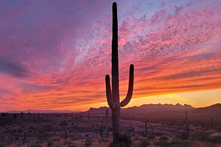 After Dark Desert Tour: Stargazing & Night Wildlife Near Scottsdale photo 6