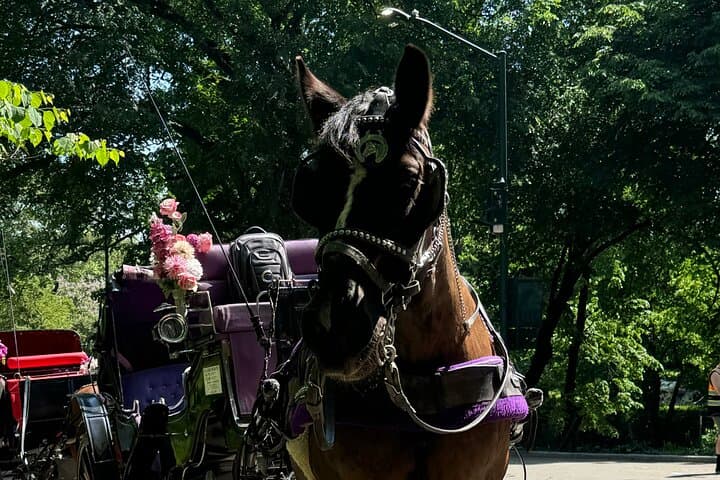 Central Park Horse-Drawn Carriage Ride: Historic Landmarks & Photo Stops photo 3