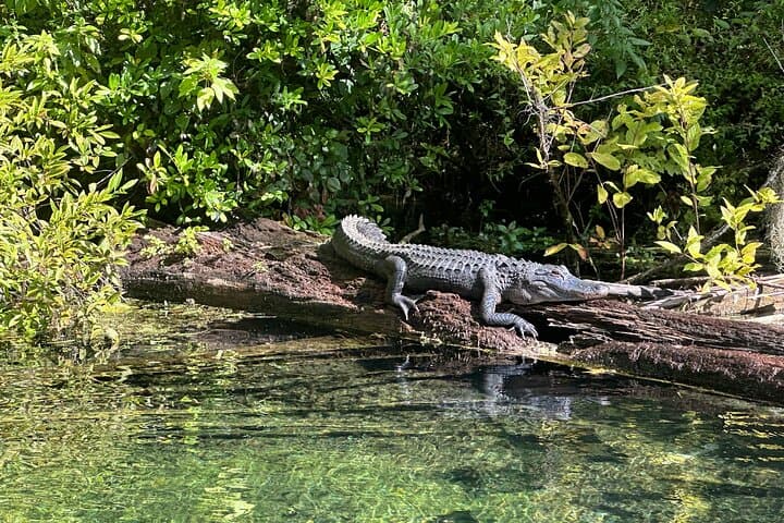 Clear Kayak Gator Viewing at Silver Springs: Paddle the Crystal Silver River