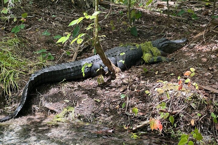 Clear Kayak Gator Viewing at Silver Springs: Paddle the Crystal Silver River photo 5