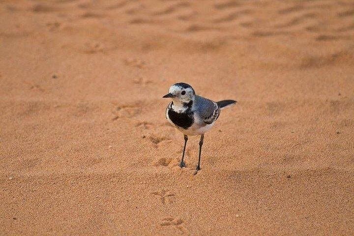 Marsa Alam Desert Safari: Quad Biking, Camel Ride & Bedouin Show photo 5