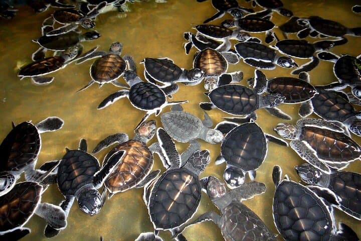 Colombo to Galle Day Tour: Galle Fort, Madu River Safari & Kosgoda Turtle Hatchery photo 6
