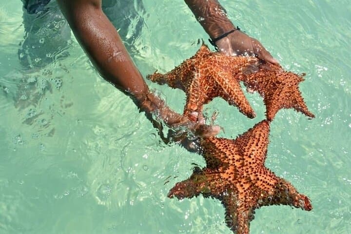 Full-Day Saona Island Excursion from Punta Cana: Beaches, Natural Pool & Local Lunch photo 2
