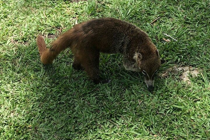 Tikal in a Day: Explore Mayan Temples, Jungle Wildlife & Temple IV Views photo 6
