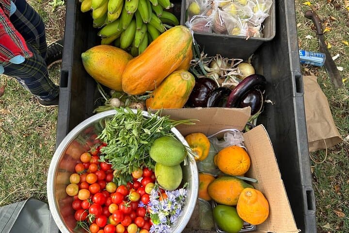 Regenerative Mango & Tropical Fruit Tour — West Maui Farm Experience photo 2