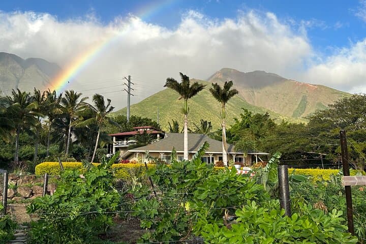 Regenerative Mango & Tropical Fruit Tour — West Maui Farm Experience