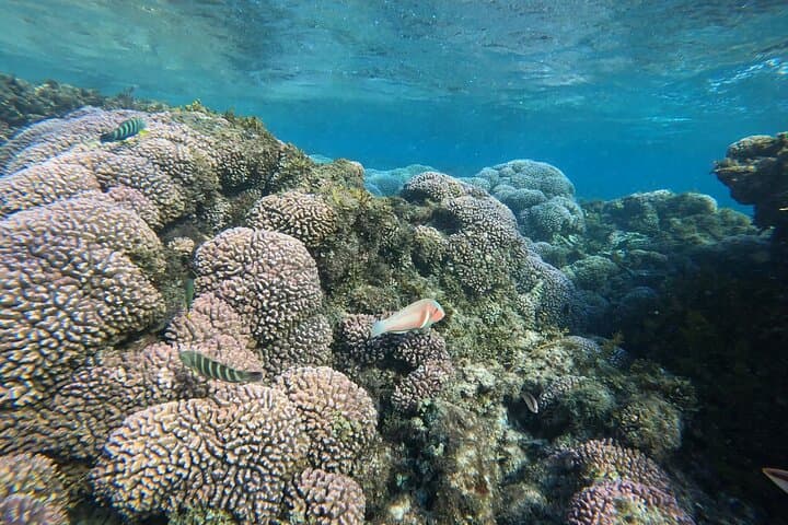 Rottnest Island Snorkel & Sail: Half-Day Catamaran Adventure from Thomson Bay photo 3