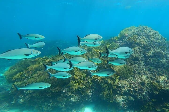 Rottnest Island Snorkel & Sail: Half-Day Catamaran Adventure from Thomson Bay photo 4