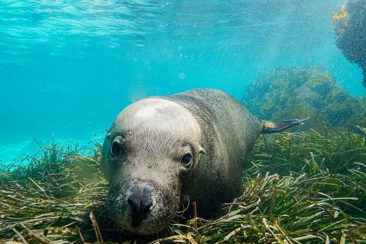 Carnac Island Half-Day Sail: Snorkel, Sea Lions & Wind-Powered Return photo 2