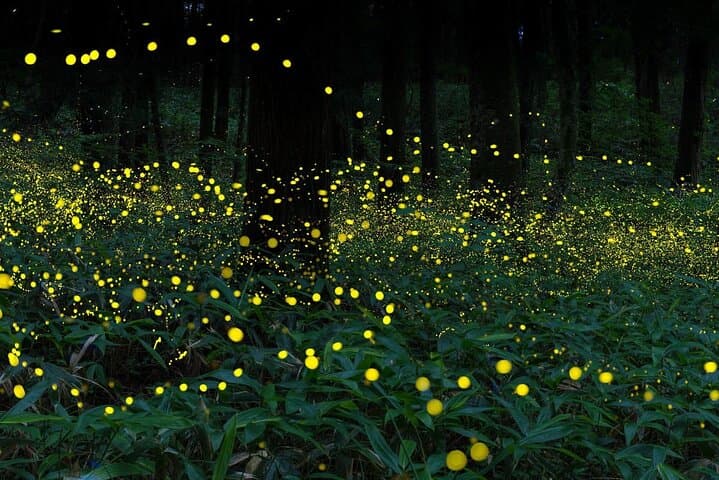 Full-Day Genting Highlands, Batu Caves & Kuala Selangor Fireflies Tour from Kuala Lumpur photo 3