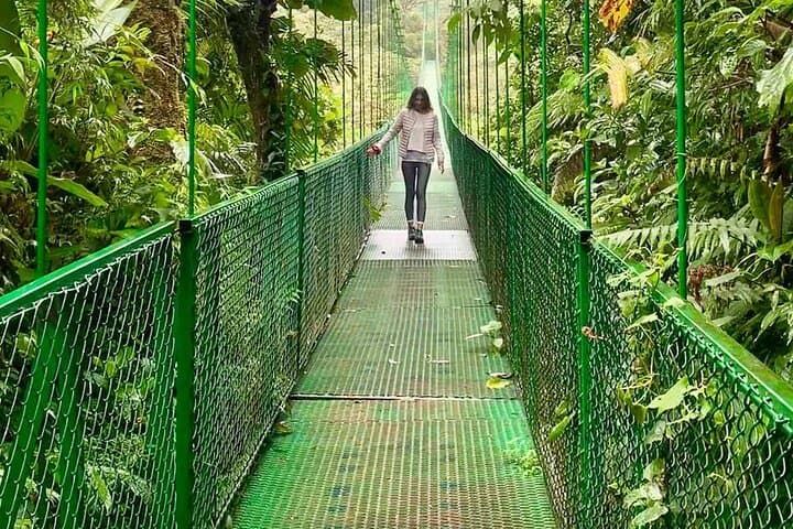 Monteverde Hanging Bridges and Night Walk Combo: Cloud Forest Bridges & Nocturnal Wildlife Tour