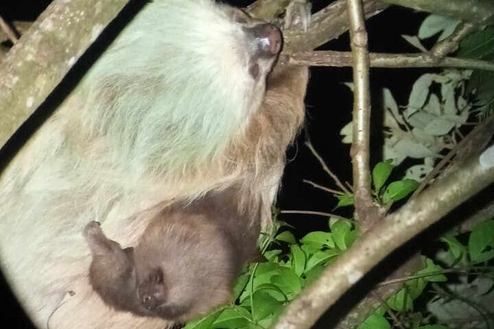 Monteverde Hanging Bridges and Night Walk Combo: Cloud Forest Bridges & Nocturnal Wildlife Tour photo 4